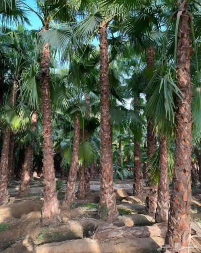 تخيل وشنطن ونخيل عربي 5