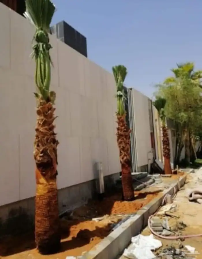 تخيل وشنطن ونخيل عربي 6