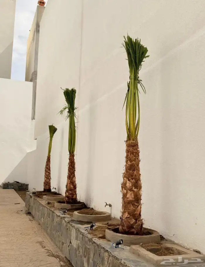 مشاءالله تبارك الله نخل طيب 0