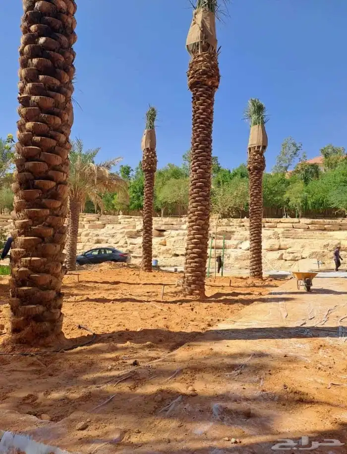 تخيل وشنطن ونخيل عربي 9