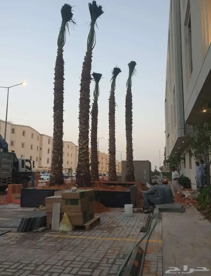 تخيل وشنطن ونخيل عربي 3