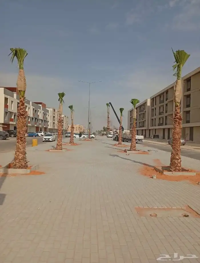 تخيل وشنطن ونخيل عربي 8