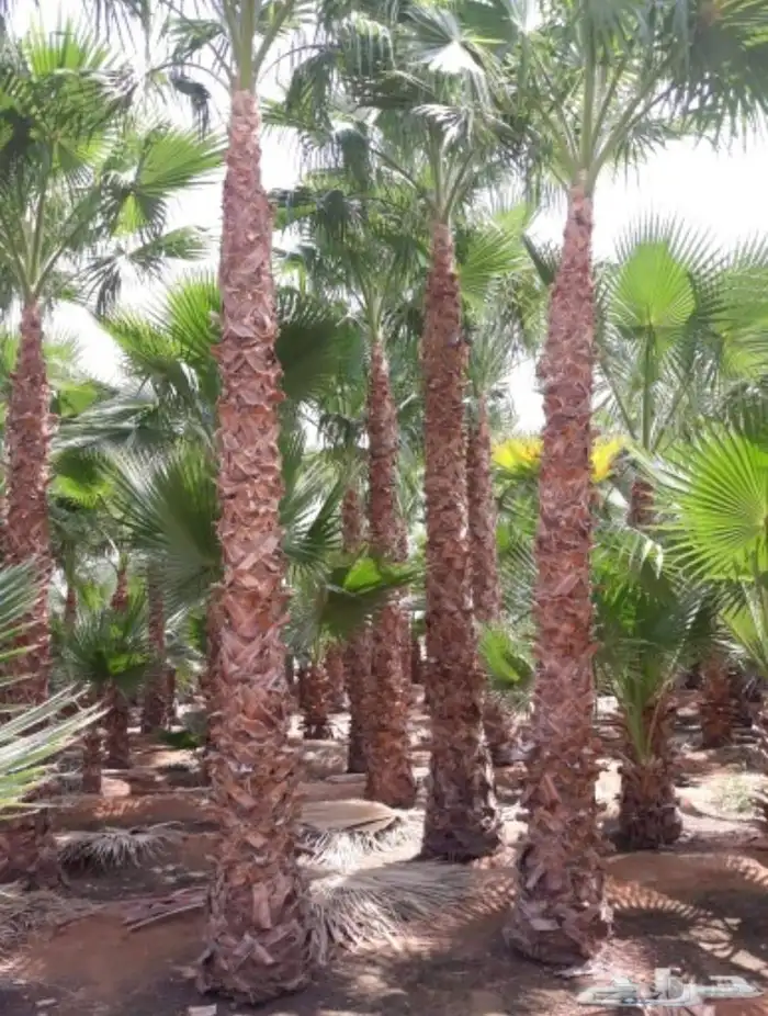 تخيل وشنطن ونخيل عربي 2