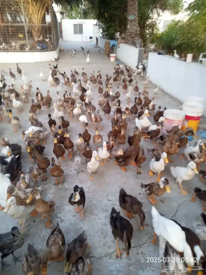 بط شرشيري وبكيني 1