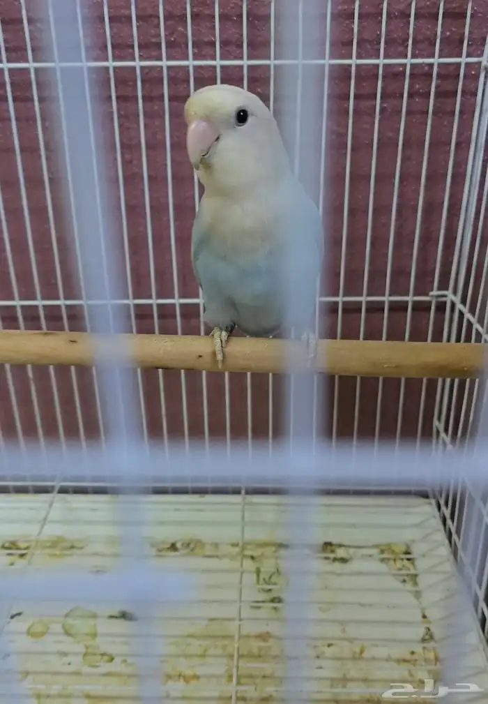 جوز روز تحتهم بيض للبيع ( تم البيع ) 1