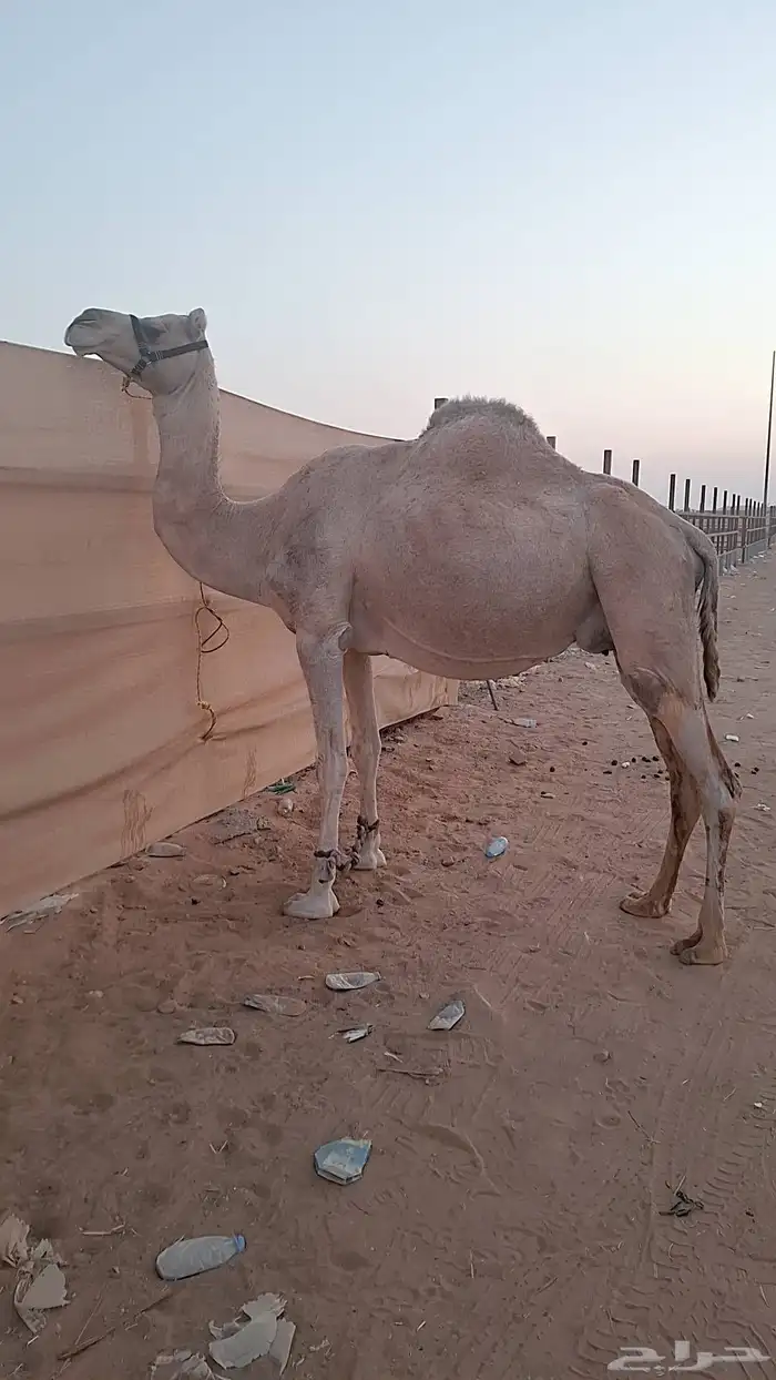 للبيع نياق لقحات 0