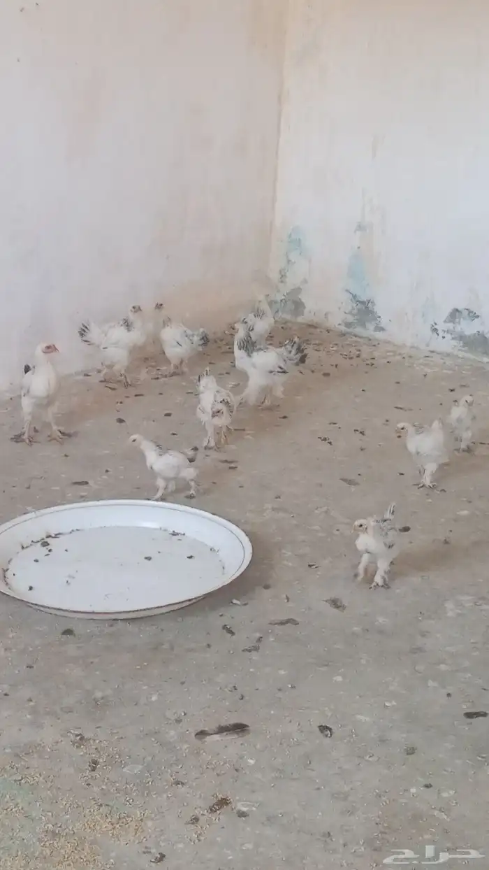 دجاج براهمه كولومبي 1