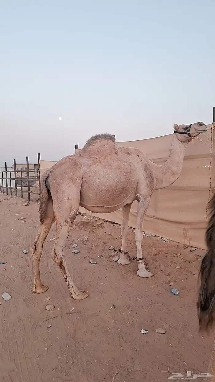 للبيع نياق لقحات 1