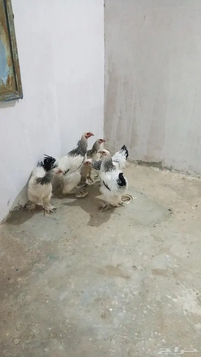 دجاج براهمه كولومبي 0