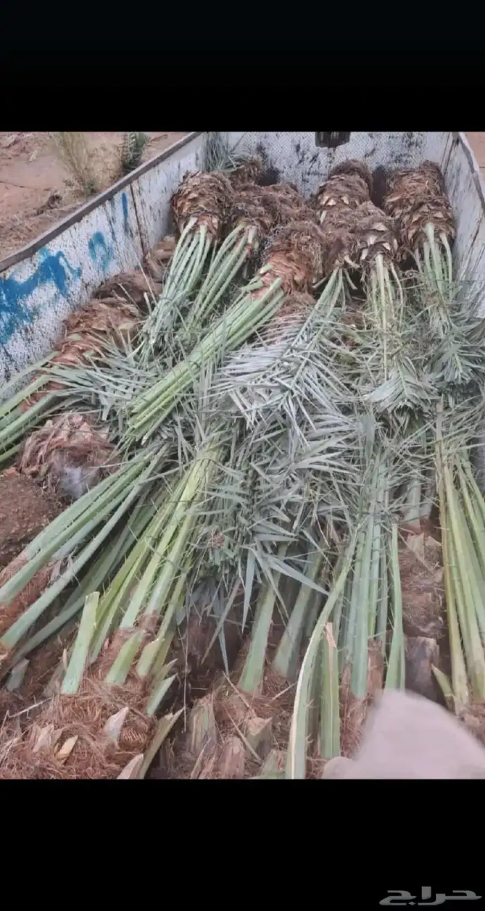 نخيل عربي وشطني زينه لتوصل 3