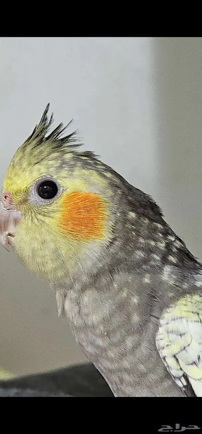 كروان صغير اليف 0