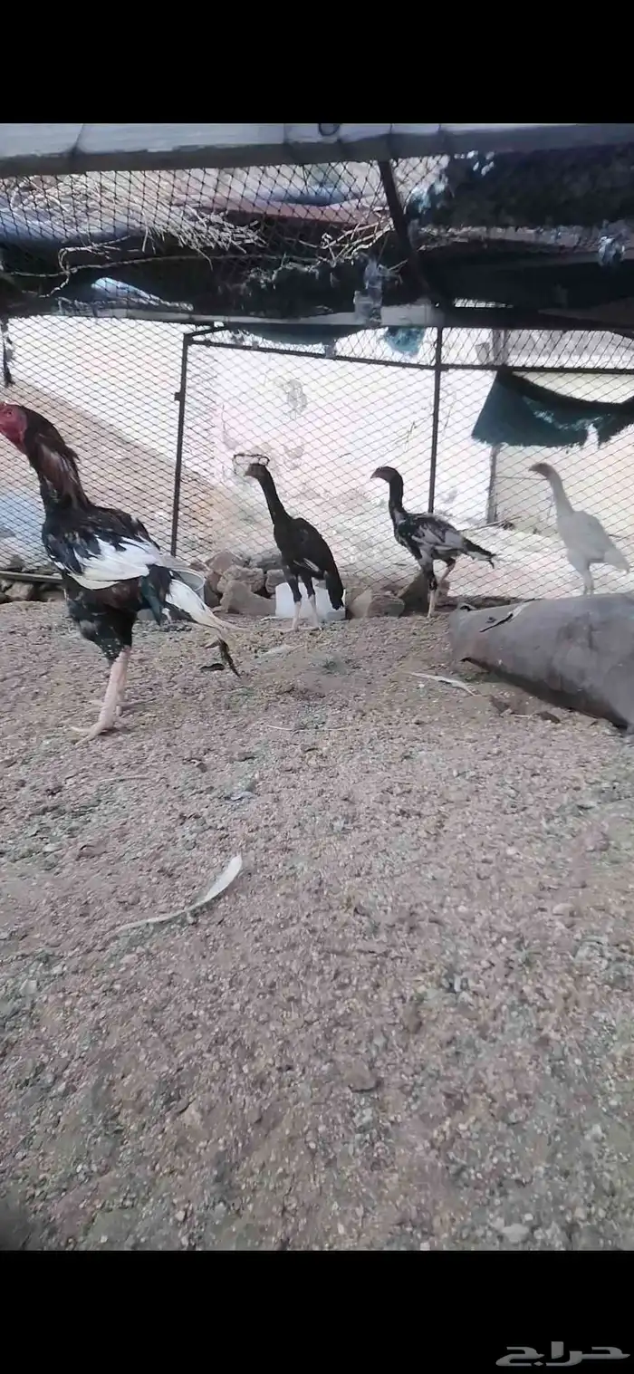 دجاج باكستاني سندي 0