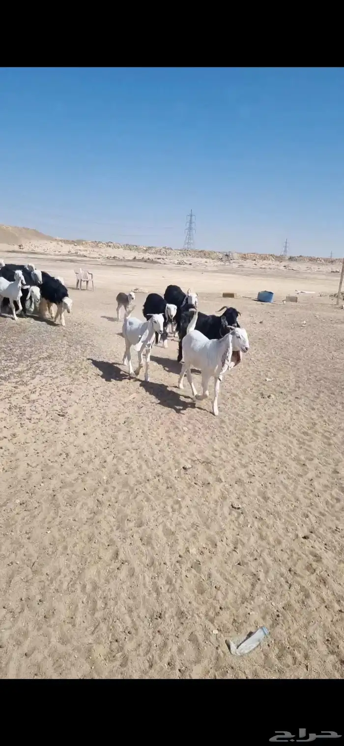 ماعز معزا هولندي ( مطور ) 0