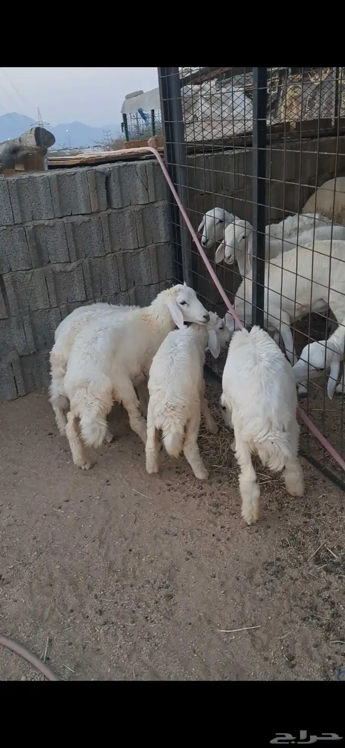 للبيع بهم تربيه نضيف وسمان 0