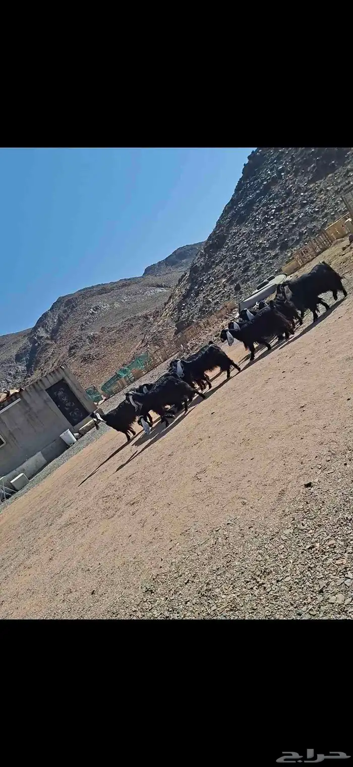 معزا عورض صنف جروم فاخر 1