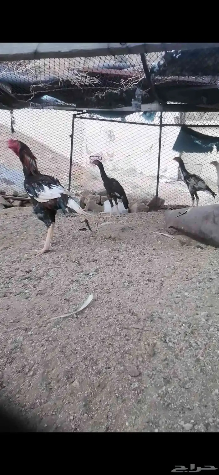 دجاج باكستاني سندي 2