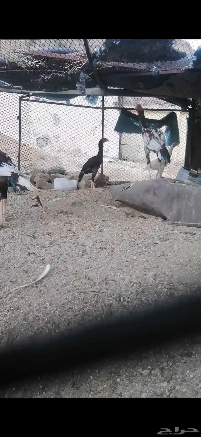 دجاج باكستاني سندي 3