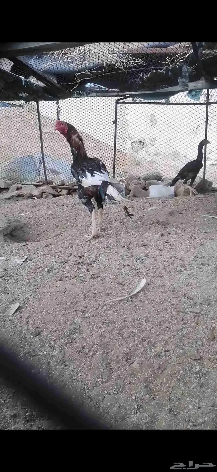 دجاج باكستاني سندي 1