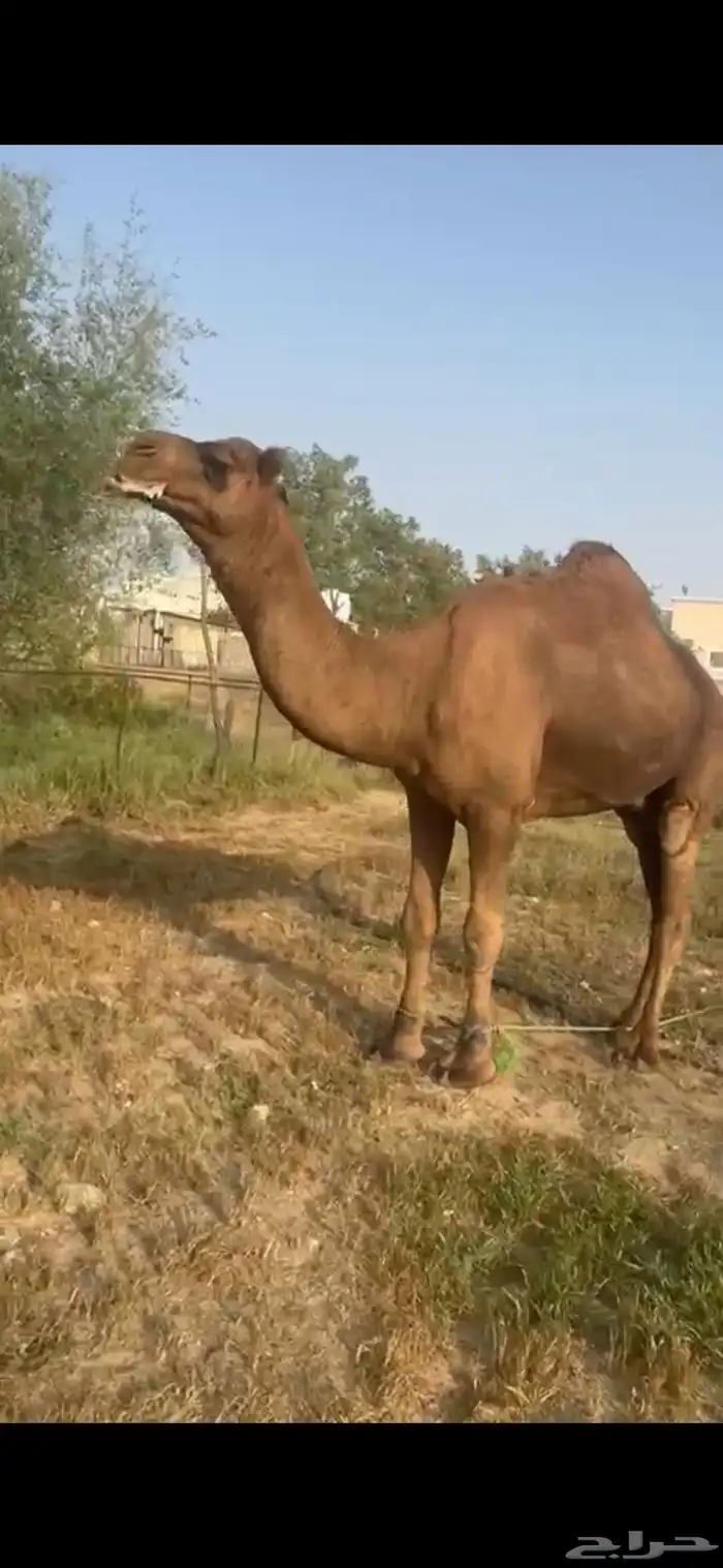 جمل ساحلي السن ناب 1