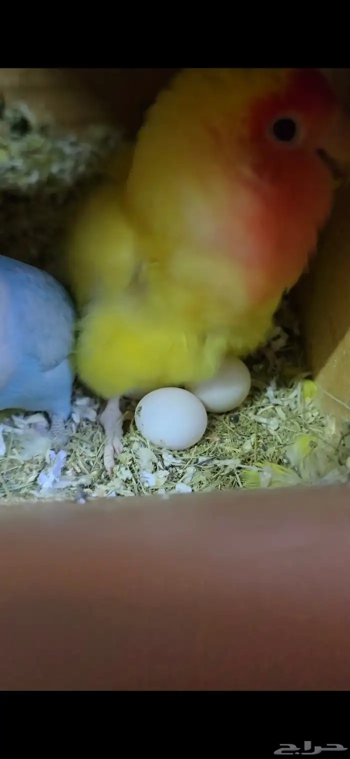 جوز روز تحتهم بيض للبيع ( تم البيع ) 2