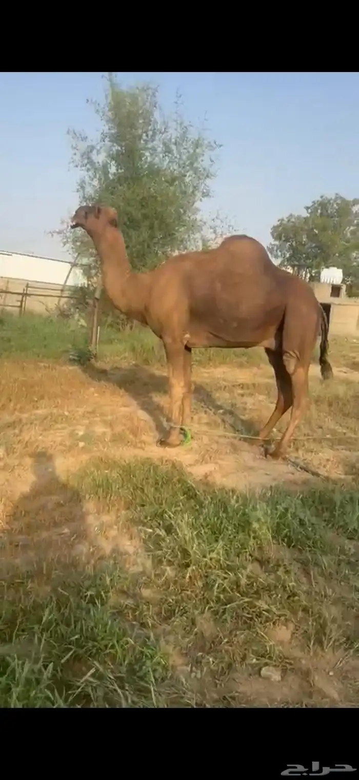 جمل ساحلي السن ناب 2