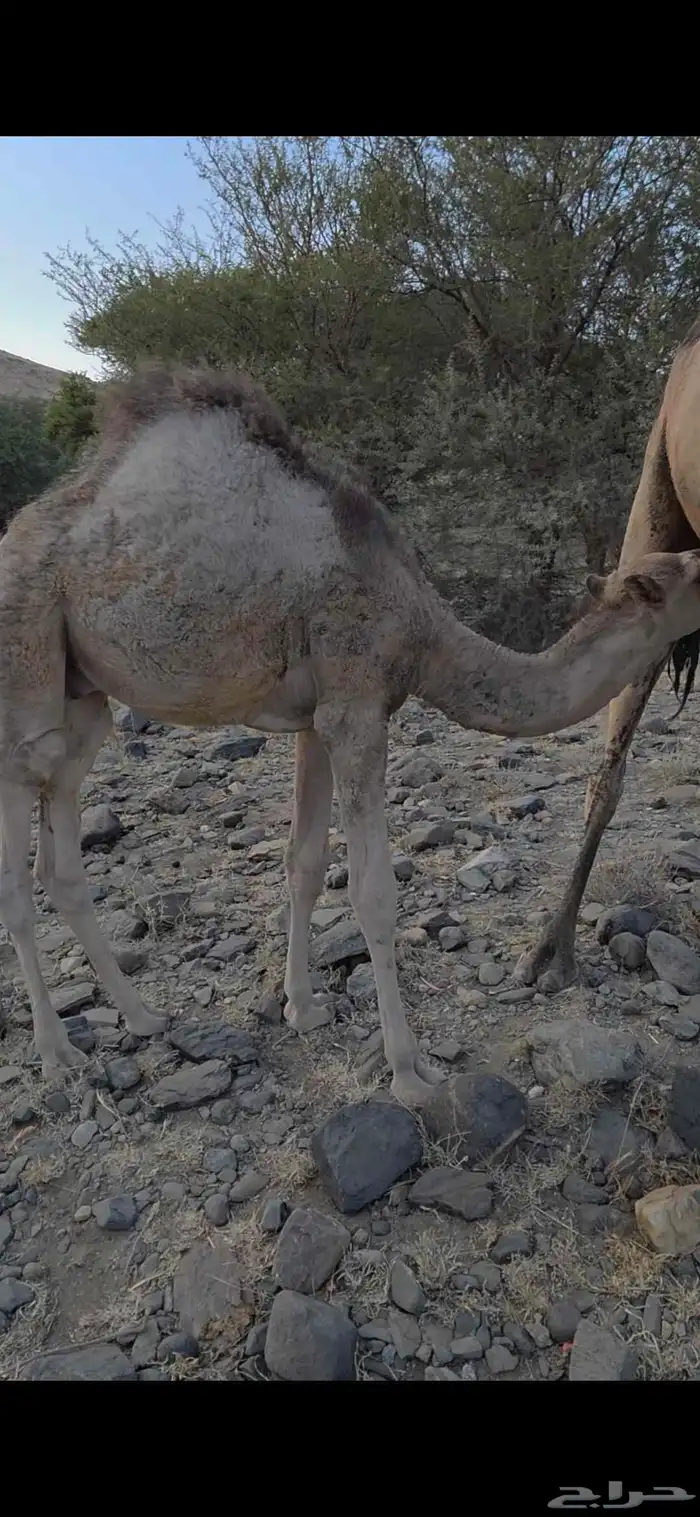 ماشاءالله تبارك الرحمن قعودين نضاف علي حليب امهاتها 2