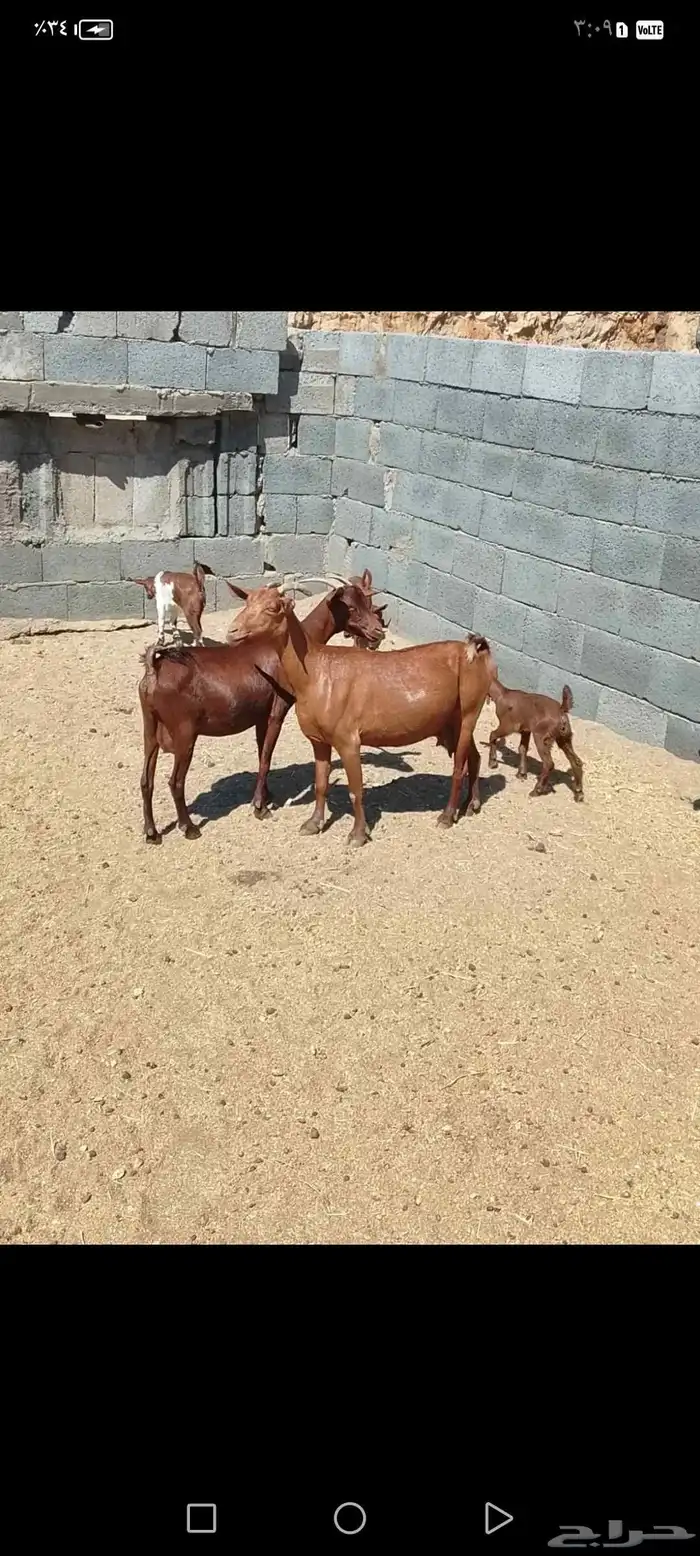 للبيع دهم مواليد 10 تحتها10 حص دهم شرط رايم 8