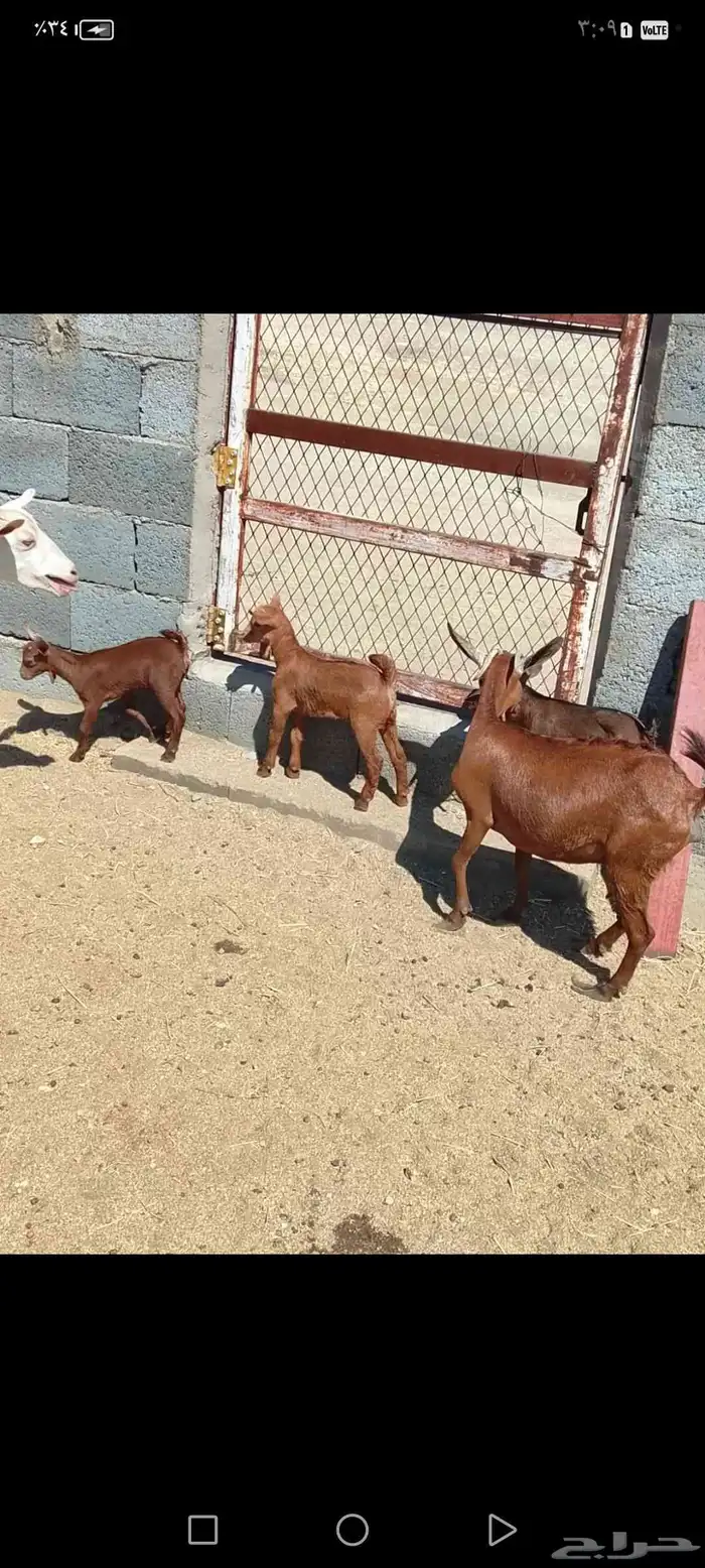 للبيع دهم مواليد 10 تحتها10 حص دهم شرط رايم 5