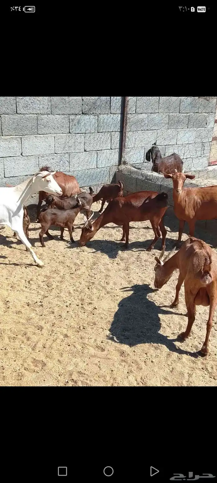 للبيع دهم مواليد 10 تحتها10 حص دهم شرط رايم 2