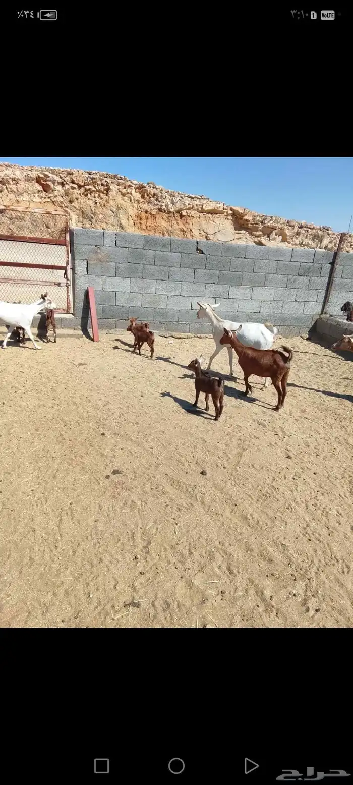 للبيع دهم مواليد 10 تحتها10 حص دهم شرط رايم 12