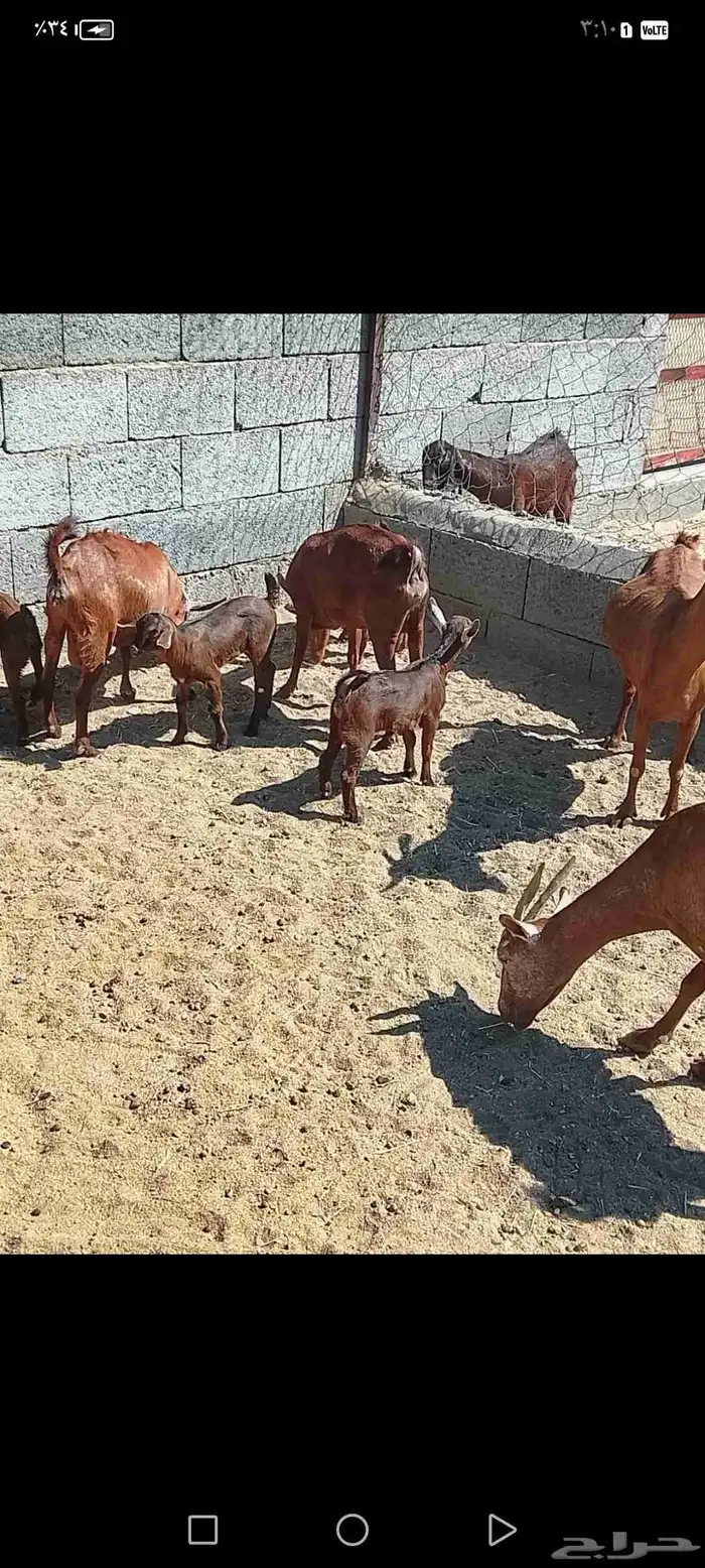 للبيع دهم مواليد 10 تحتها10 حص دهم شرط رايم 15