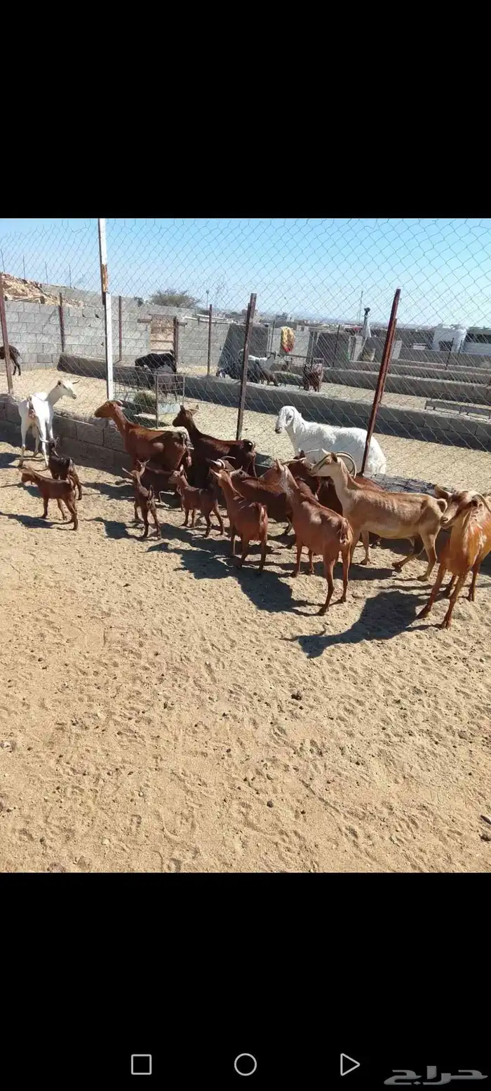 للبيع دهم مواليد 10 تحتها10 حص دهم شرط رايم 0