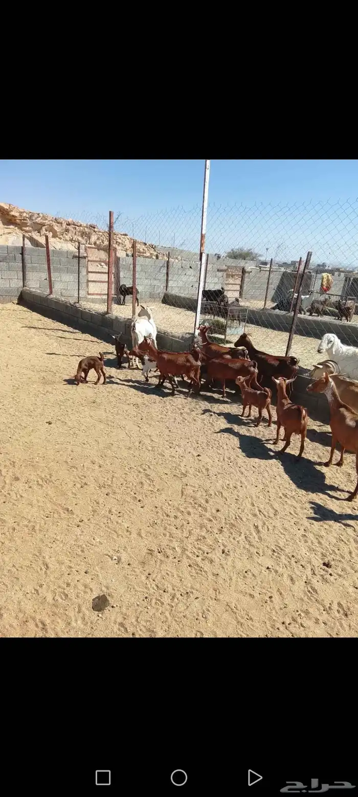 للبيع دهم مواليد 10 تحتها10 حص دهم شرط رايم 13