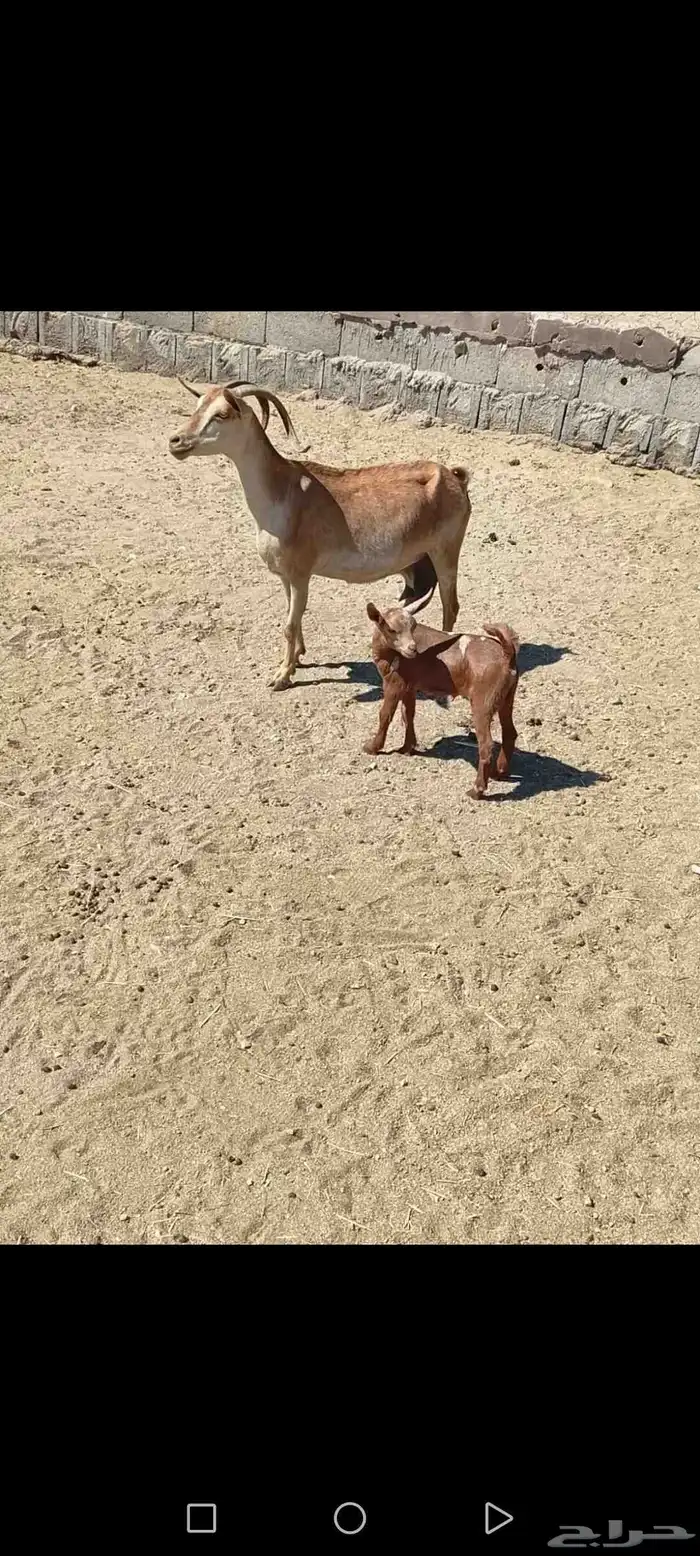 للبيع دهم مواليد 10 تحتها10 حص دهم شرط رايم 23