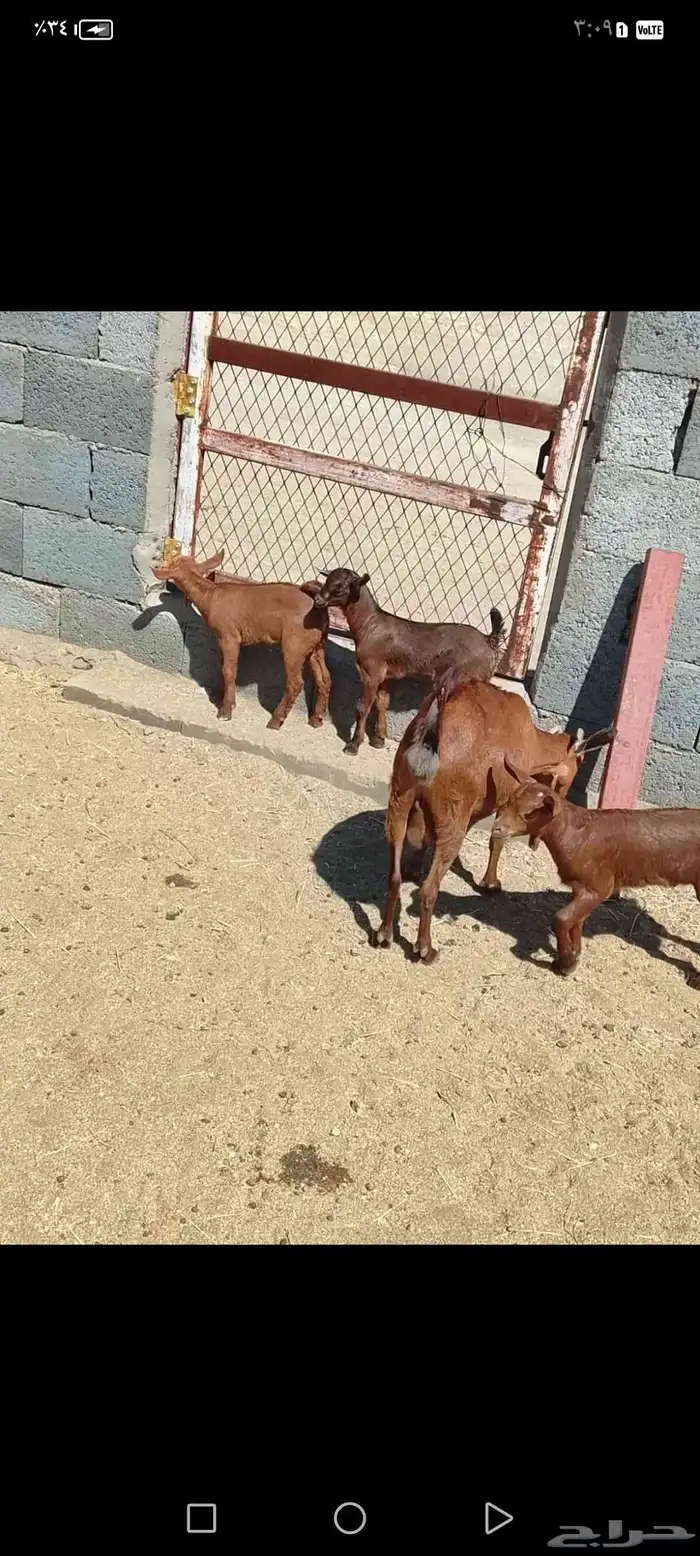 للبيع دهم مواليد 10 تحتها10 حص دهم شرط رايم 26