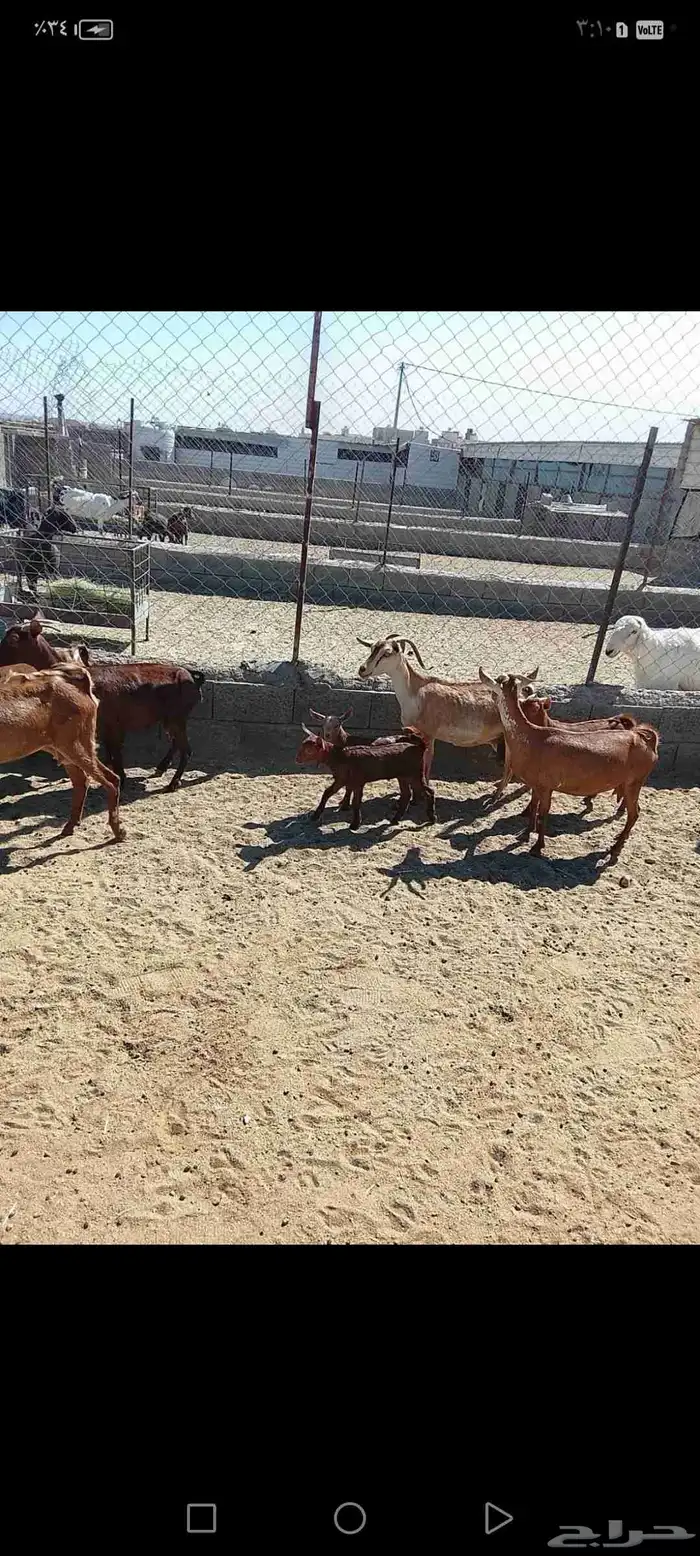 للبيع دهم مواليد 10 تحتها10 حص دهم شرط رايم 4