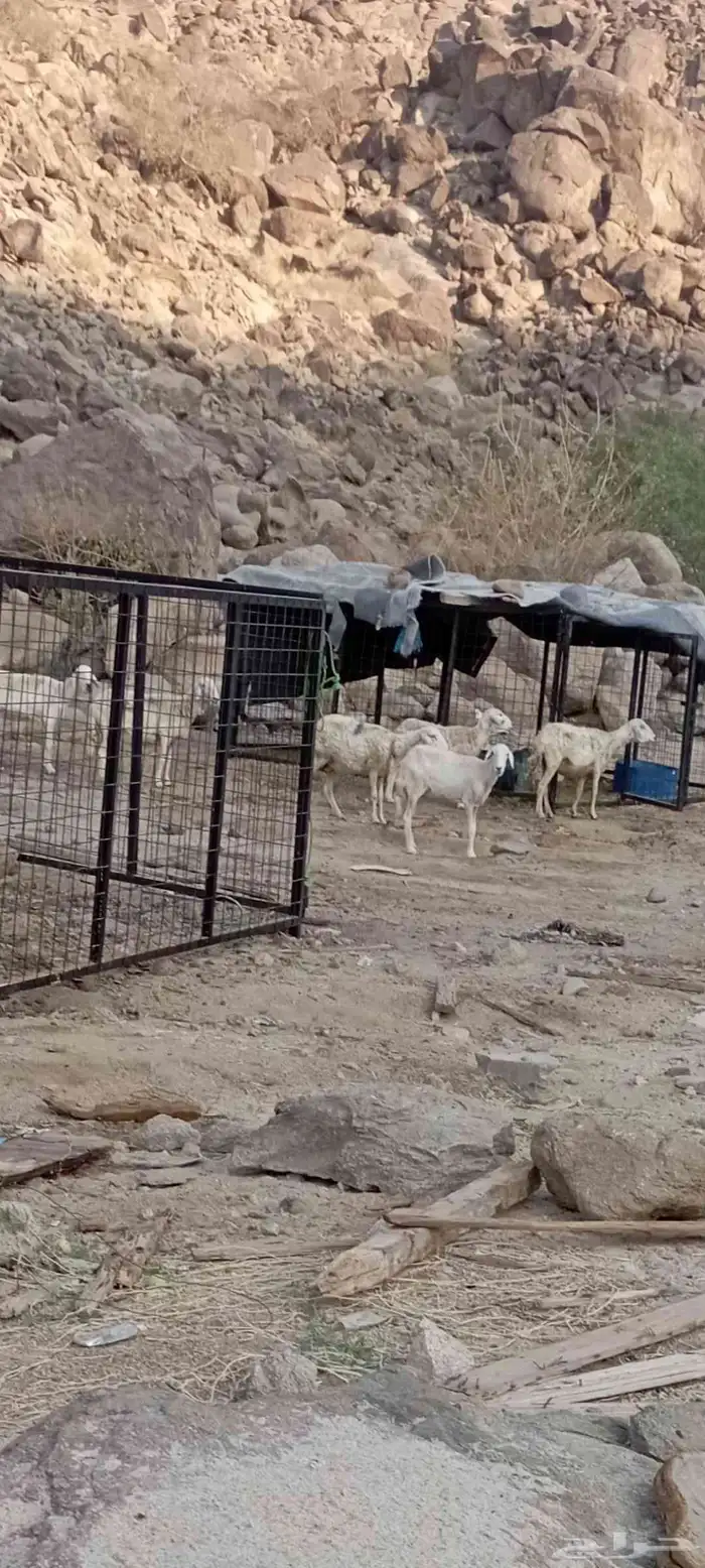 ضان للبيع 6 الموقع مكه خلف حجز السيارات الشرايع 0