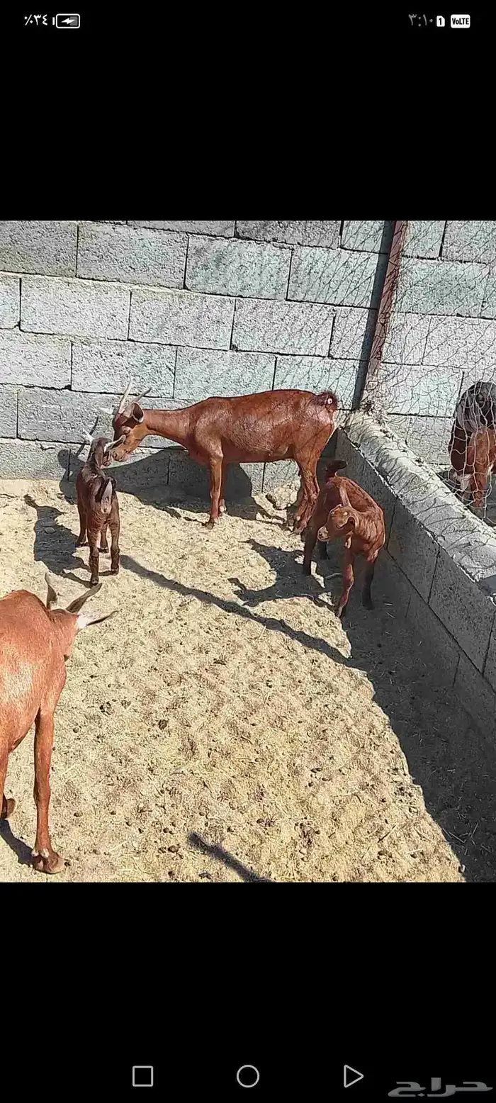 للبيع دهم مواليد 10 تحتها10 حص دهم شرط رايم 28