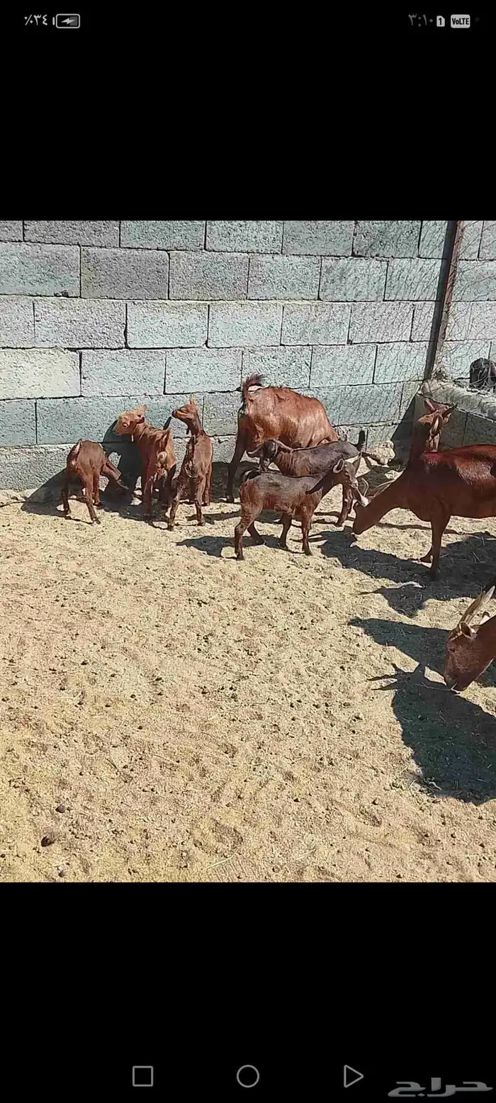 للبيع دهم مواليد 10 تحتها10 حص دهم شرط رايم 20