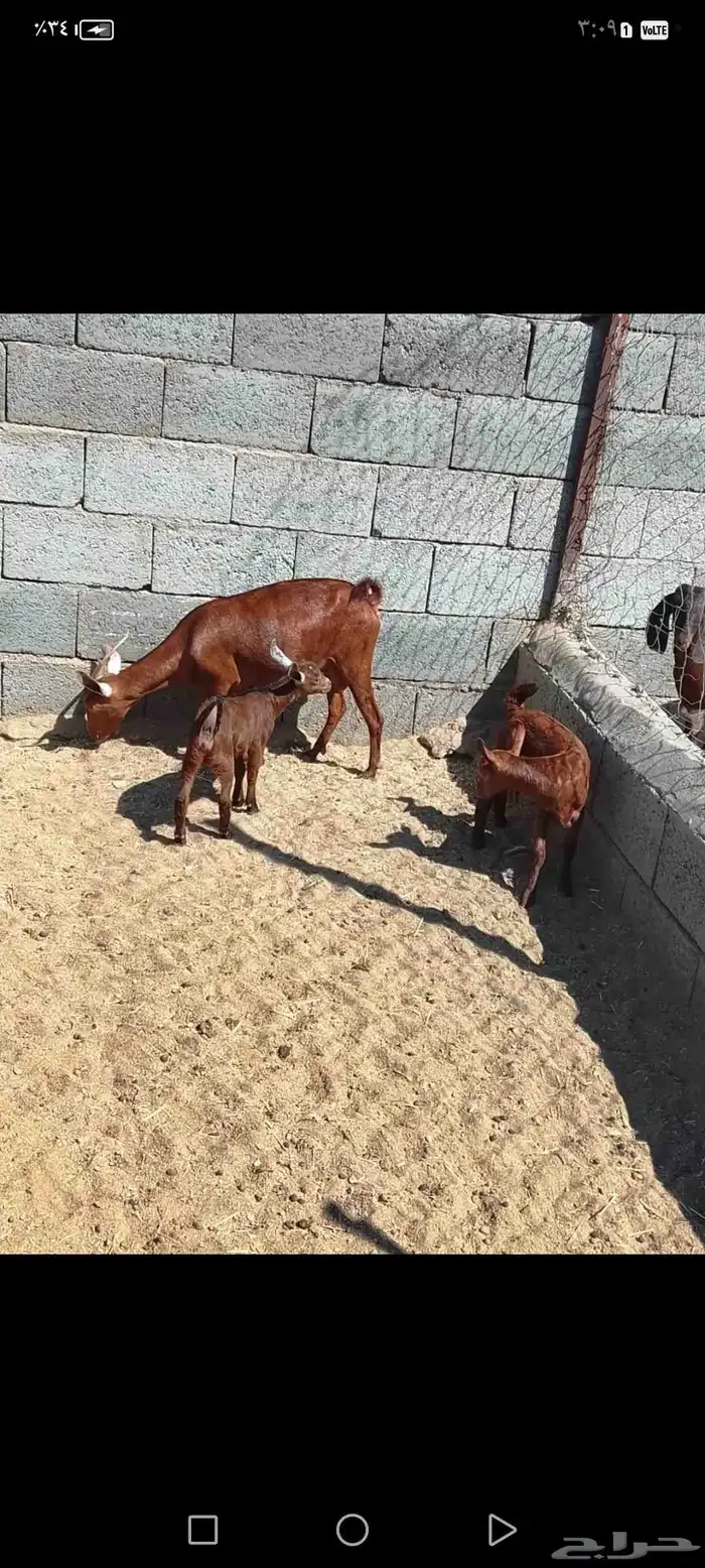 للبيع دهم مواليد 10 تحتها10 حص دهم شرط رايم 21