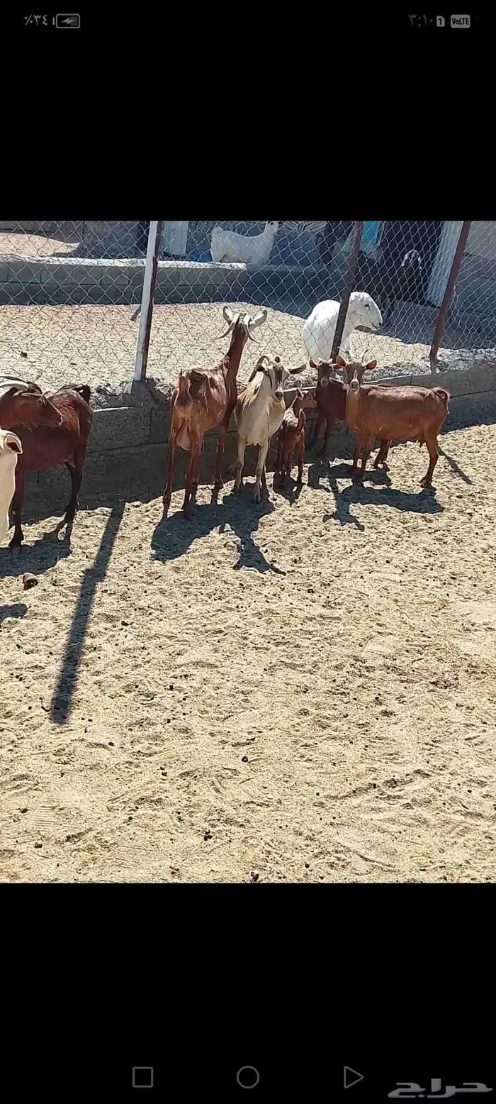 للبيع دهم مواليد 10 تحتها10 حص دهم شرط رايم 17