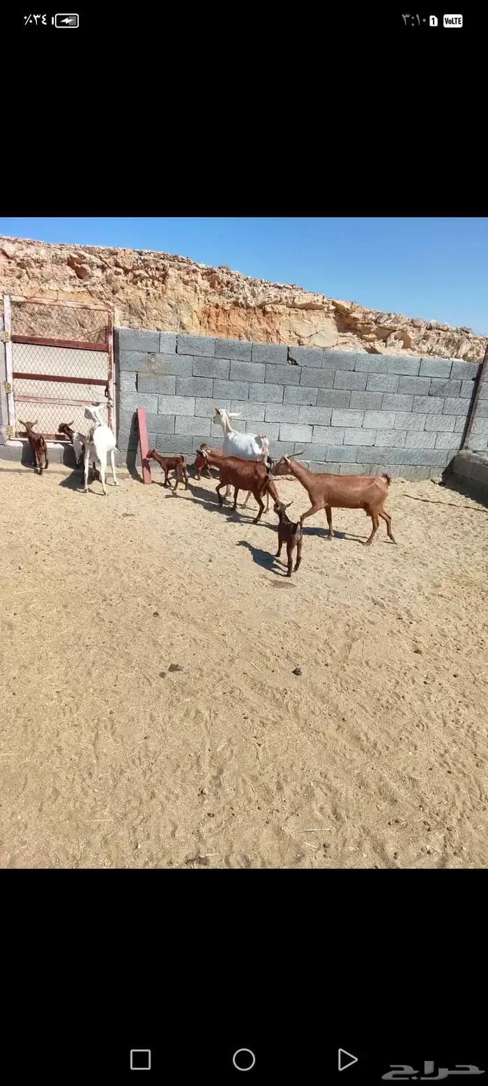 للبيع دهم مواليد 10 تحتها10 حص دهم شرط رايم 9