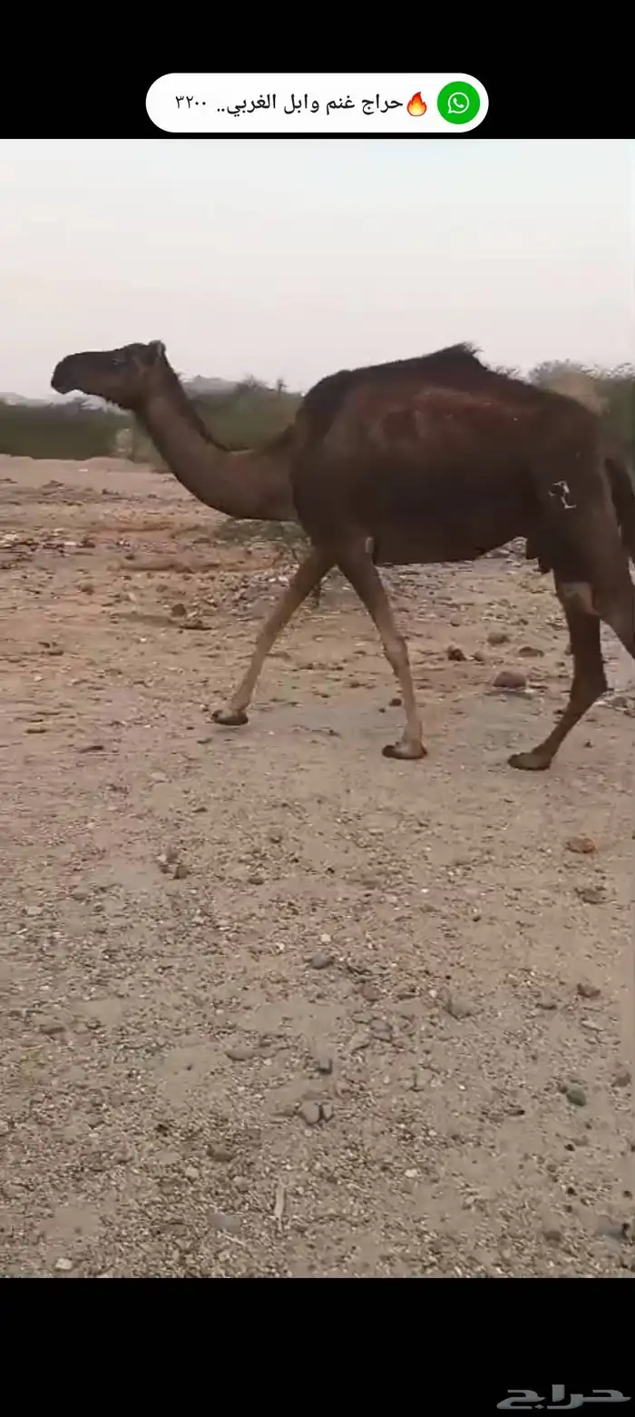 9 نياق سواحل طيبه من 6500 3