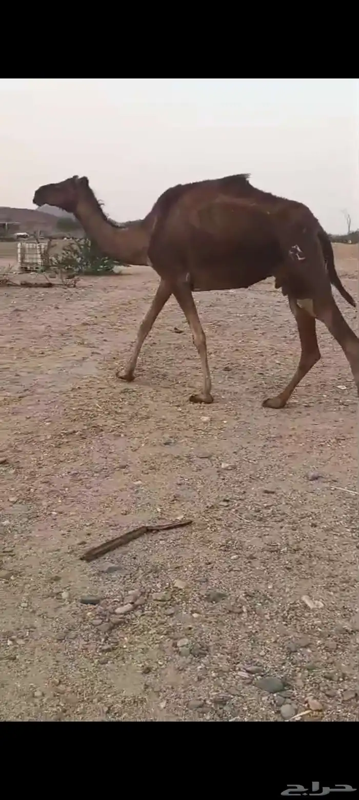 9 نياق سواحل طيبه من 6500 2