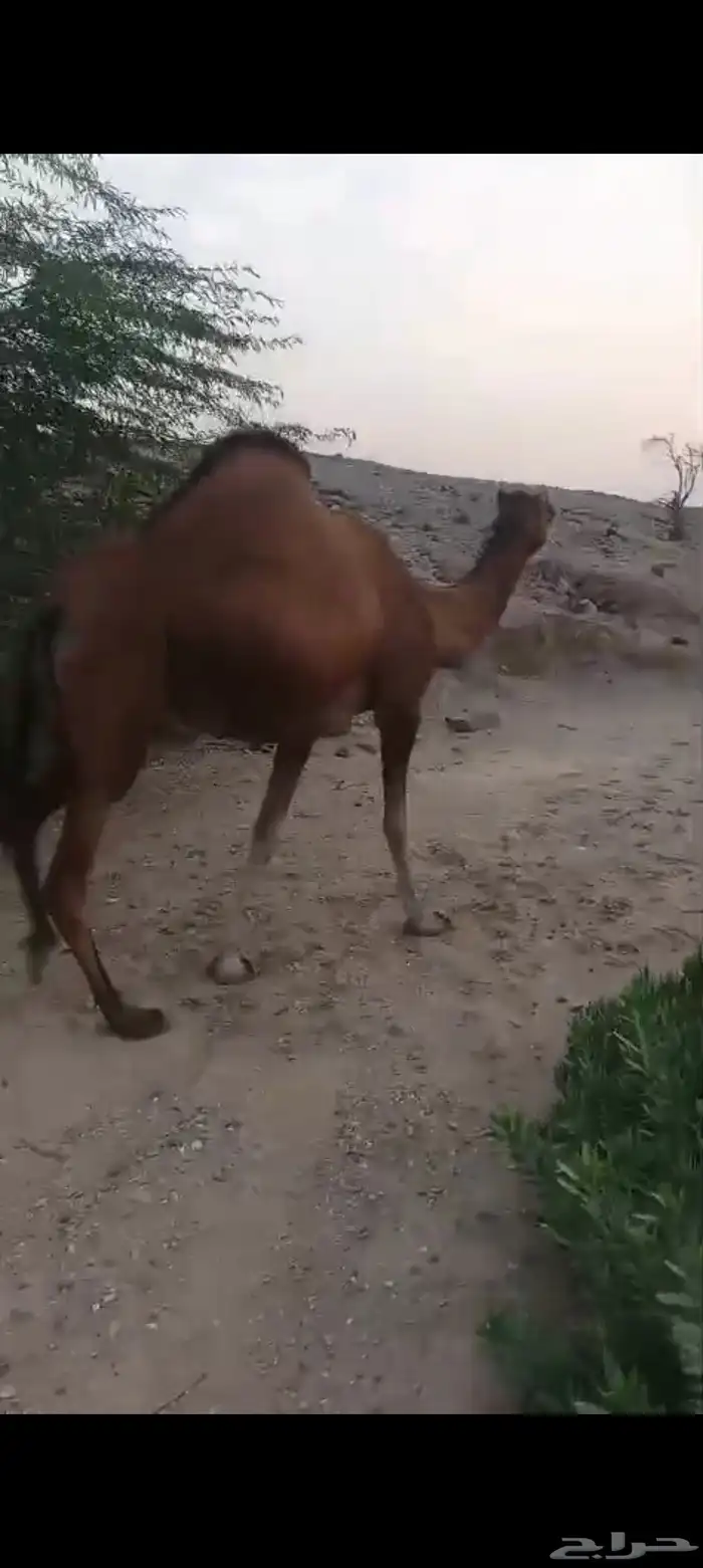 9 نياق سواحل طيبه من 6500 7