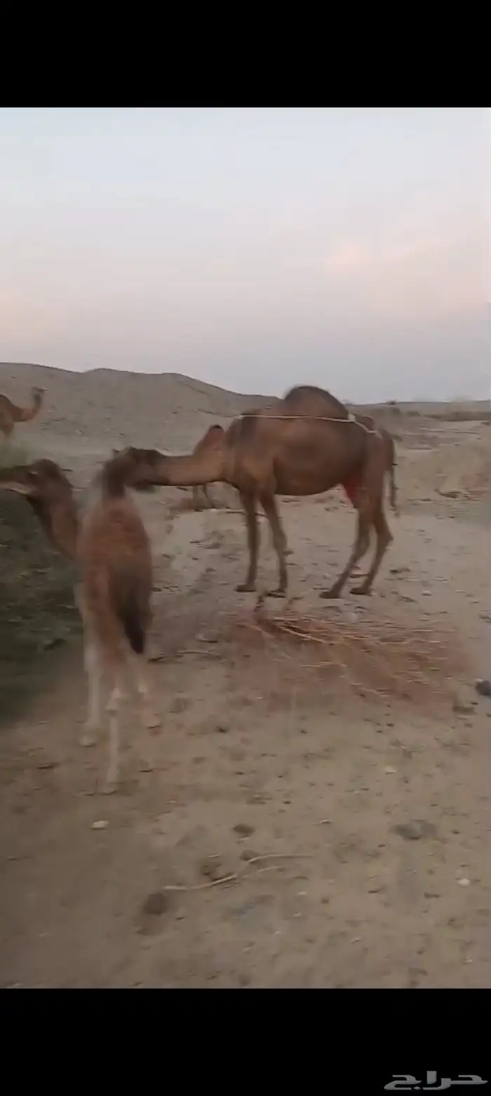 9 نياق سواحل طيبه من 6500 4