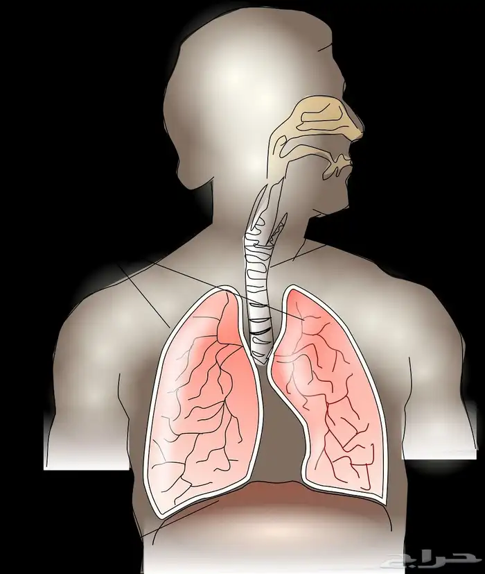 معلمه انجليزي تاسيس ومنهج سعودي اون لاين زووم 10