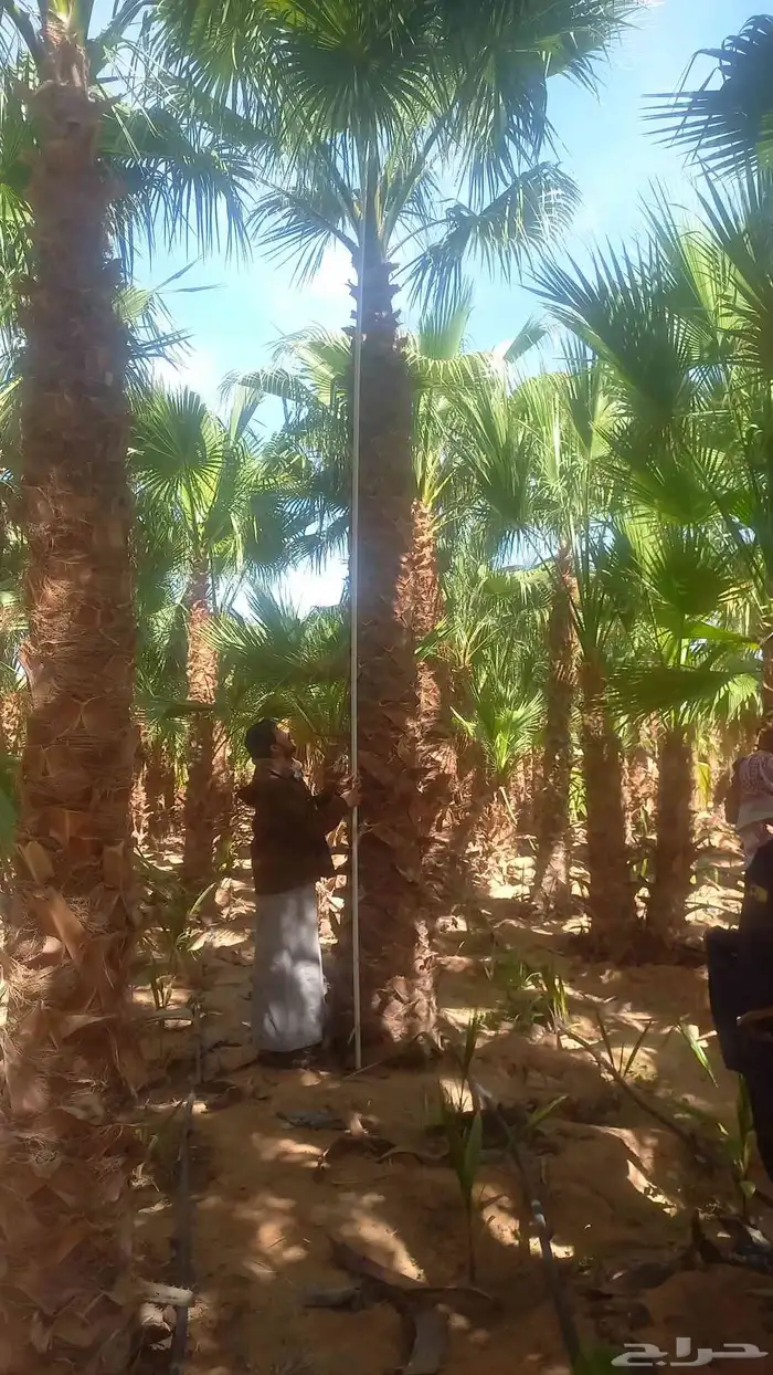 نخل واشنطني رينه ابومروحه درجه اولى 2