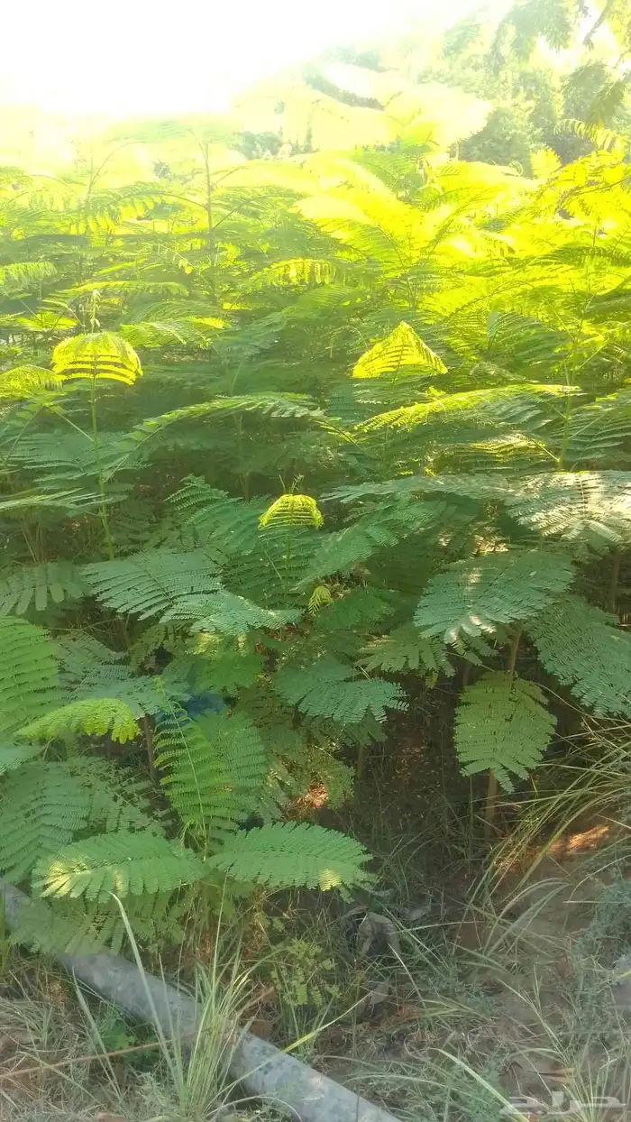 مشتل الامبراطور 4