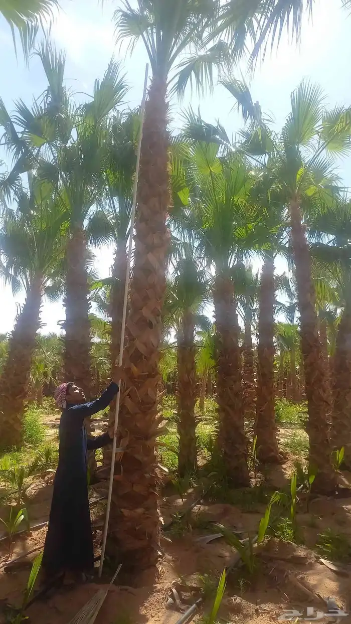 نخل واشنطني رينه ابومروحه درجه اولى 1